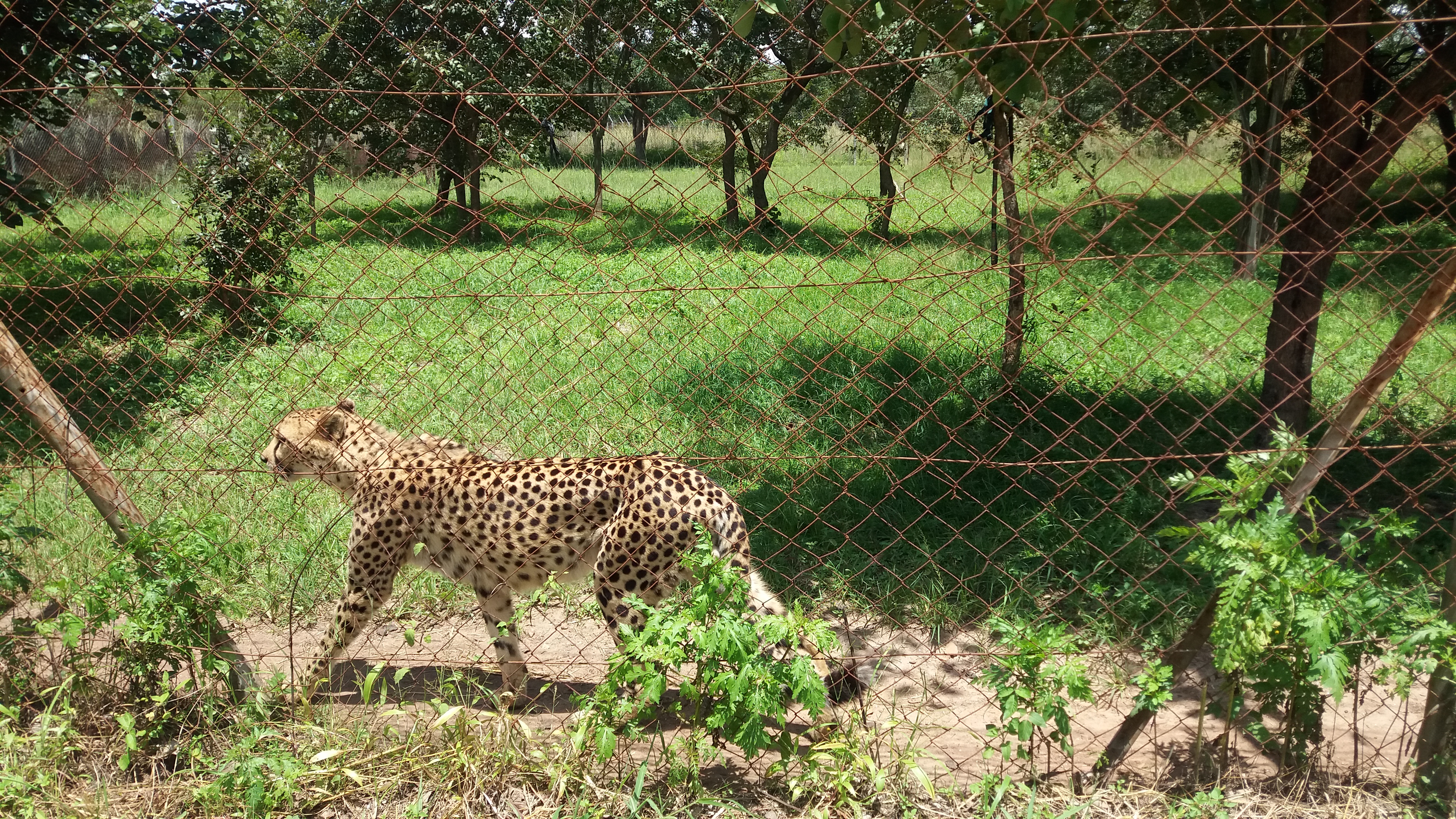 cheetah-animal-spots