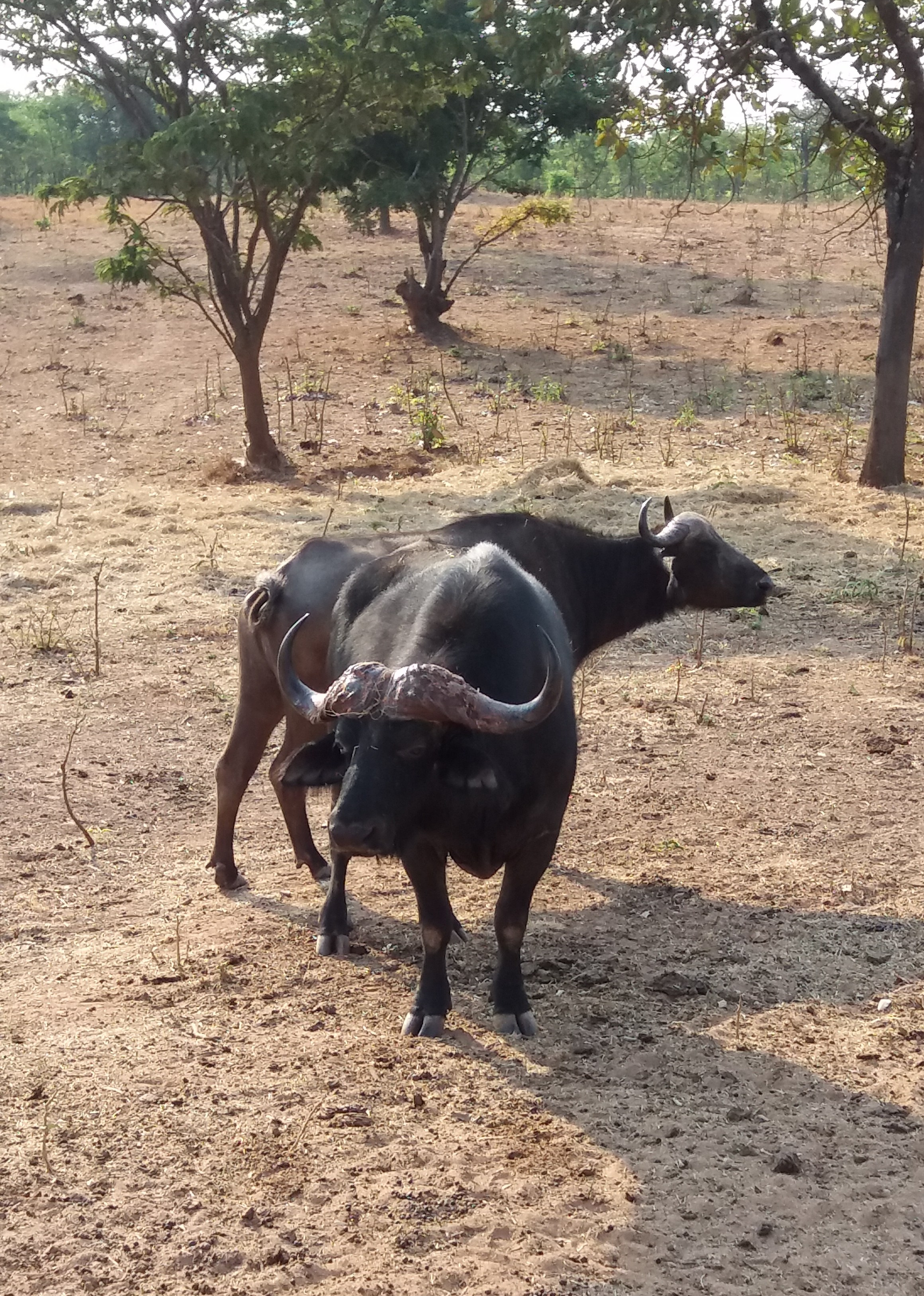buffalo-animal-wildlife