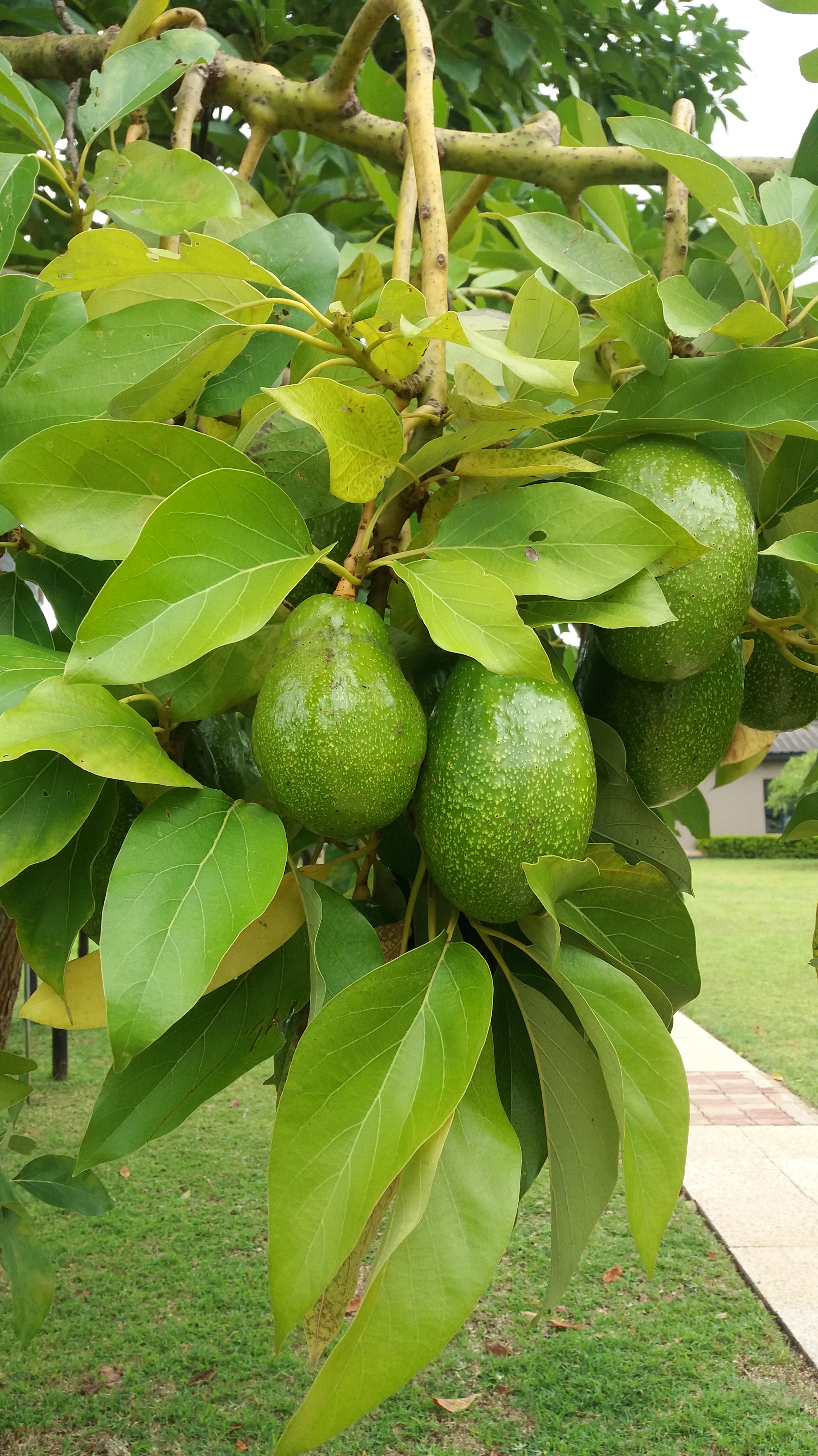 avocado-tree-green